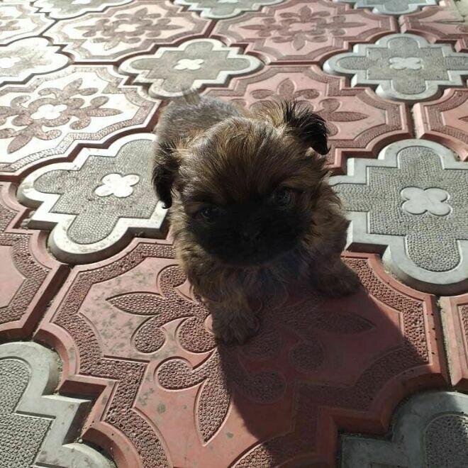 Грязный и несчастный маленький потеряшка