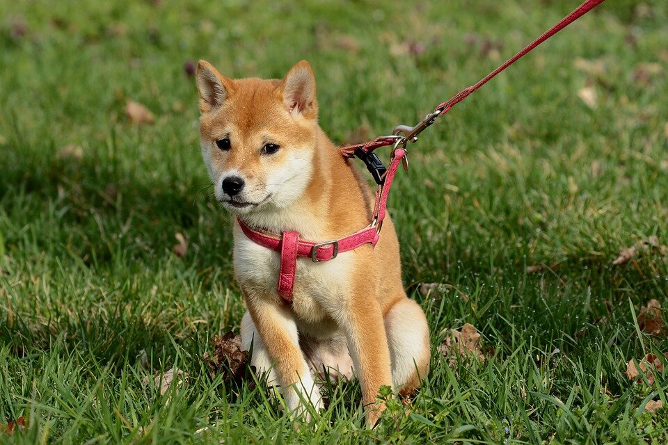 https://cdn.pixabay.com/photo/2019/04/26/01/04/dog-4156447_960_720.jpg