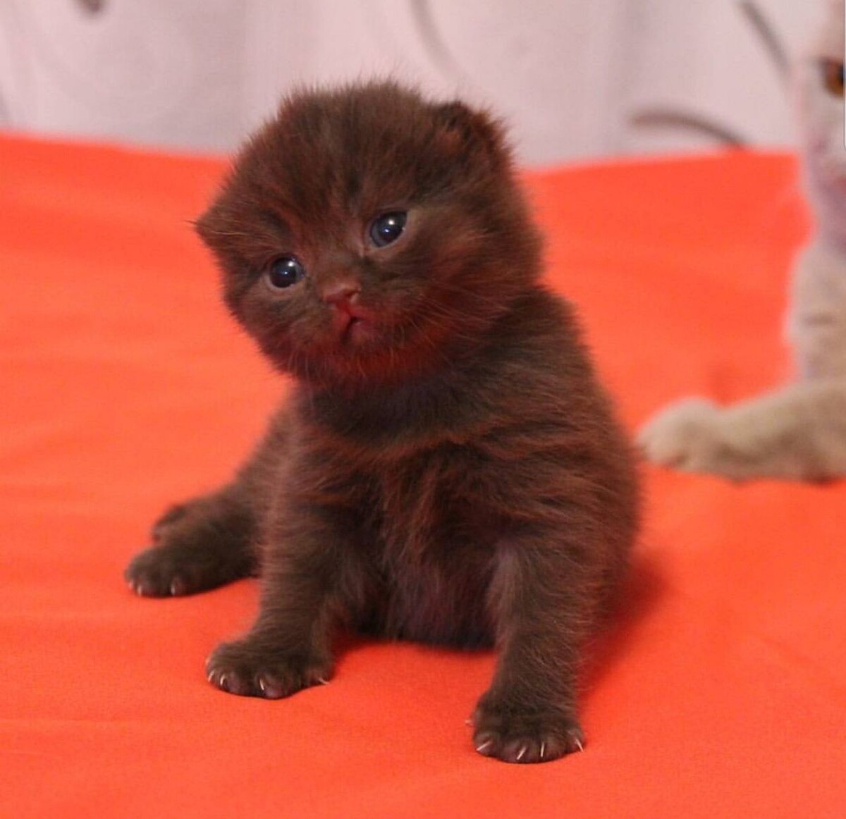 Малыш Ирбис (Симба)