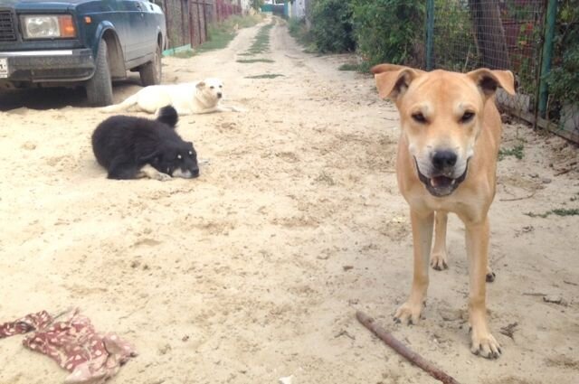 Собаки-бродяжки теперь объявлены привычными обитателями городской среды. © / Олеся Ходунова / АиФ 