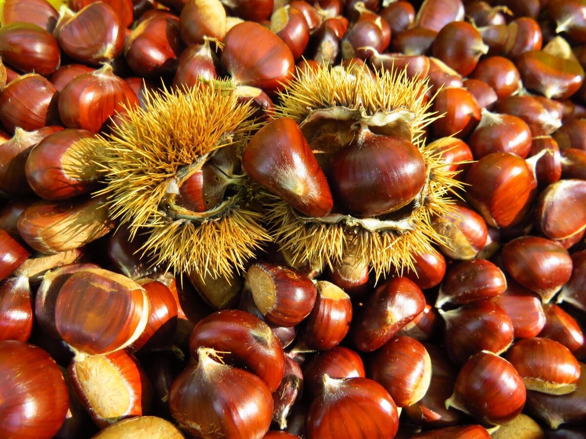 листья дерева конский каштан. конский каштан обыкновенный aesculus hippocastanum. большие каштаны. конский каштан съедобный. каштан посевной съедобный.