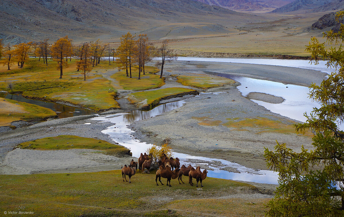 Монгольский алтай фото