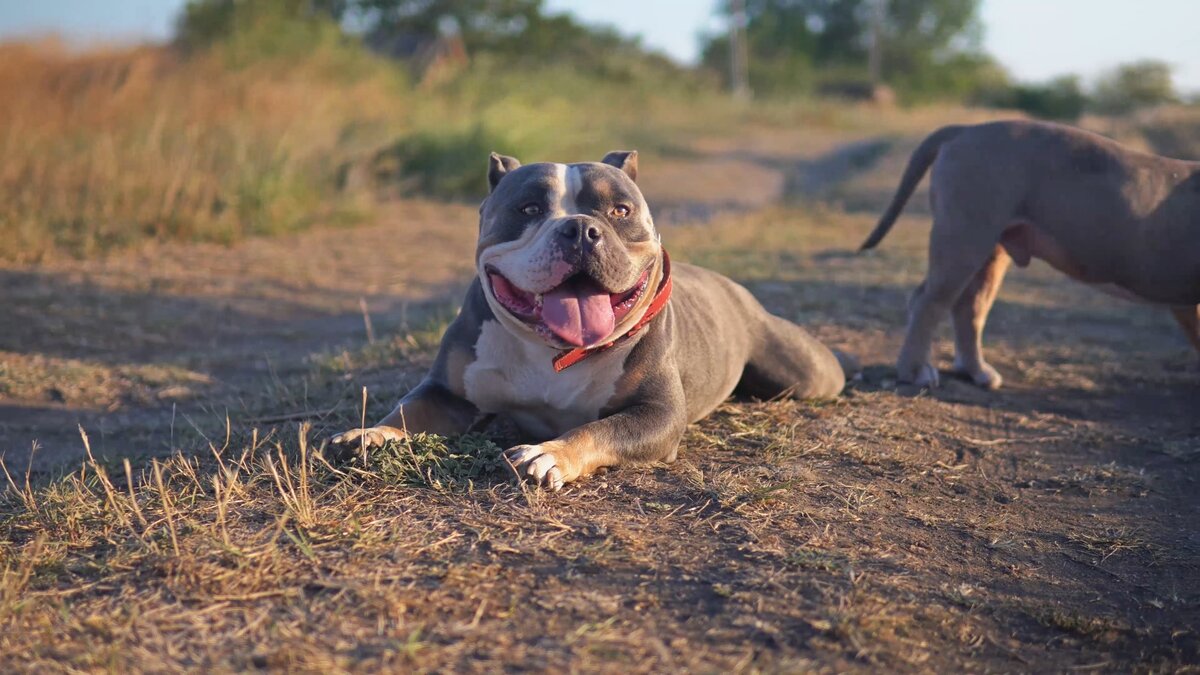 Американский Булли Собака