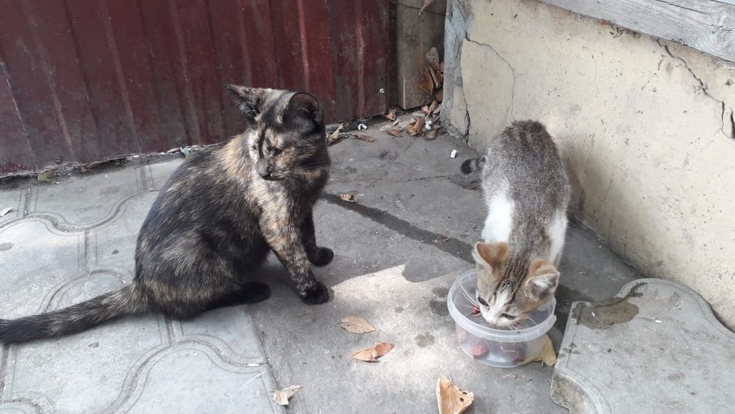 Дуся и котёнок. Фото автора истории. 