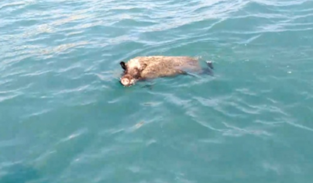 Скрин с сайта ntv