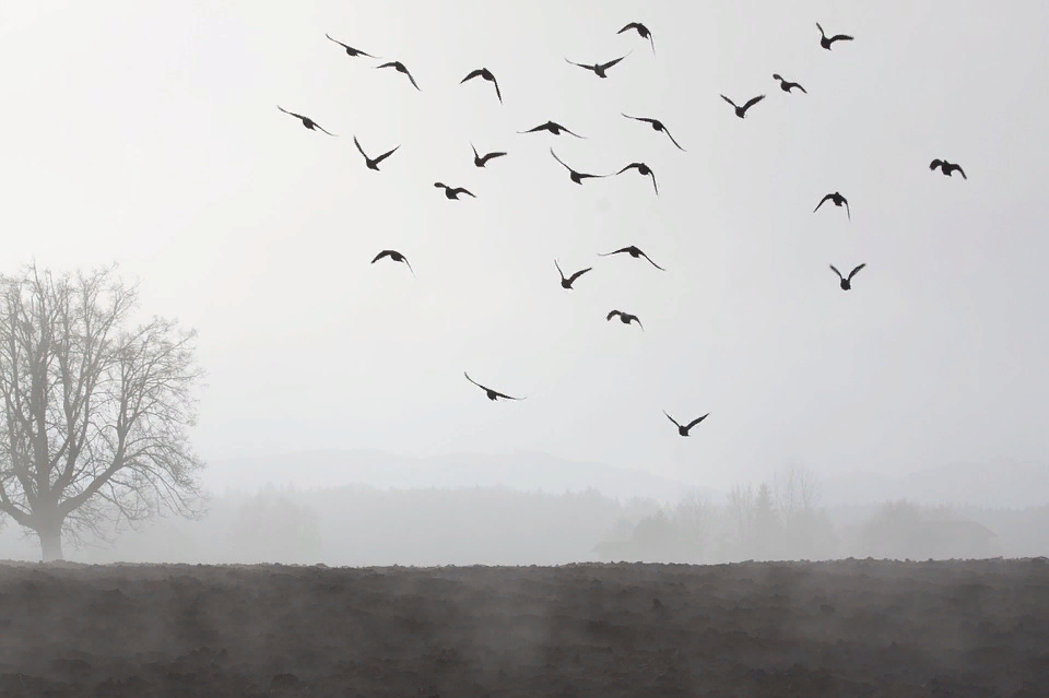 Источник фото: pixabay.com