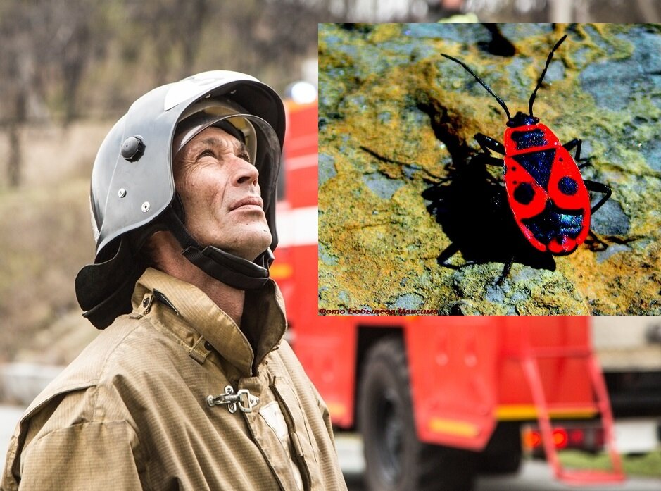 Пожарный и жук-пожарник