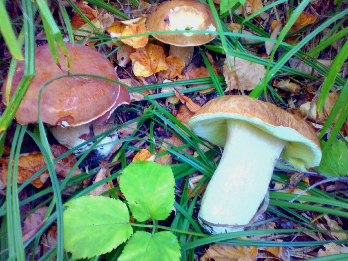 Вешняки грибы фото