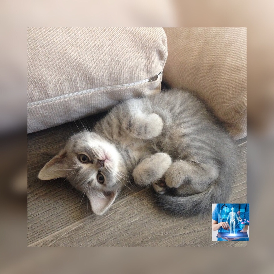 сундук медзнаний,животные,знания