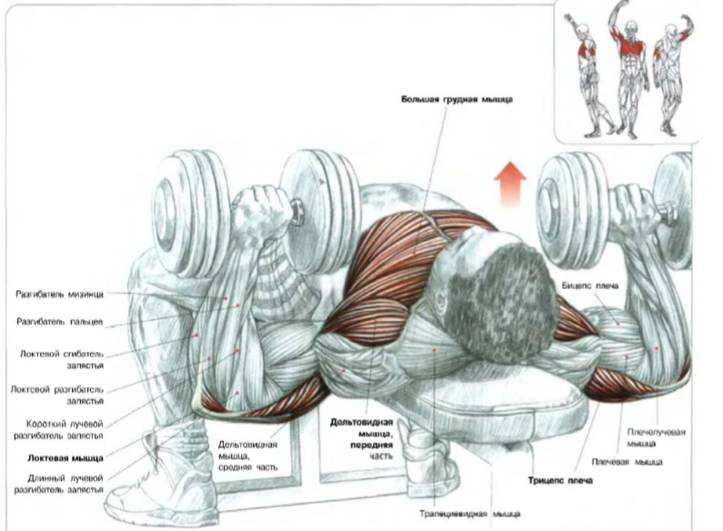 Упражнения на грудные мышцы с гантелями