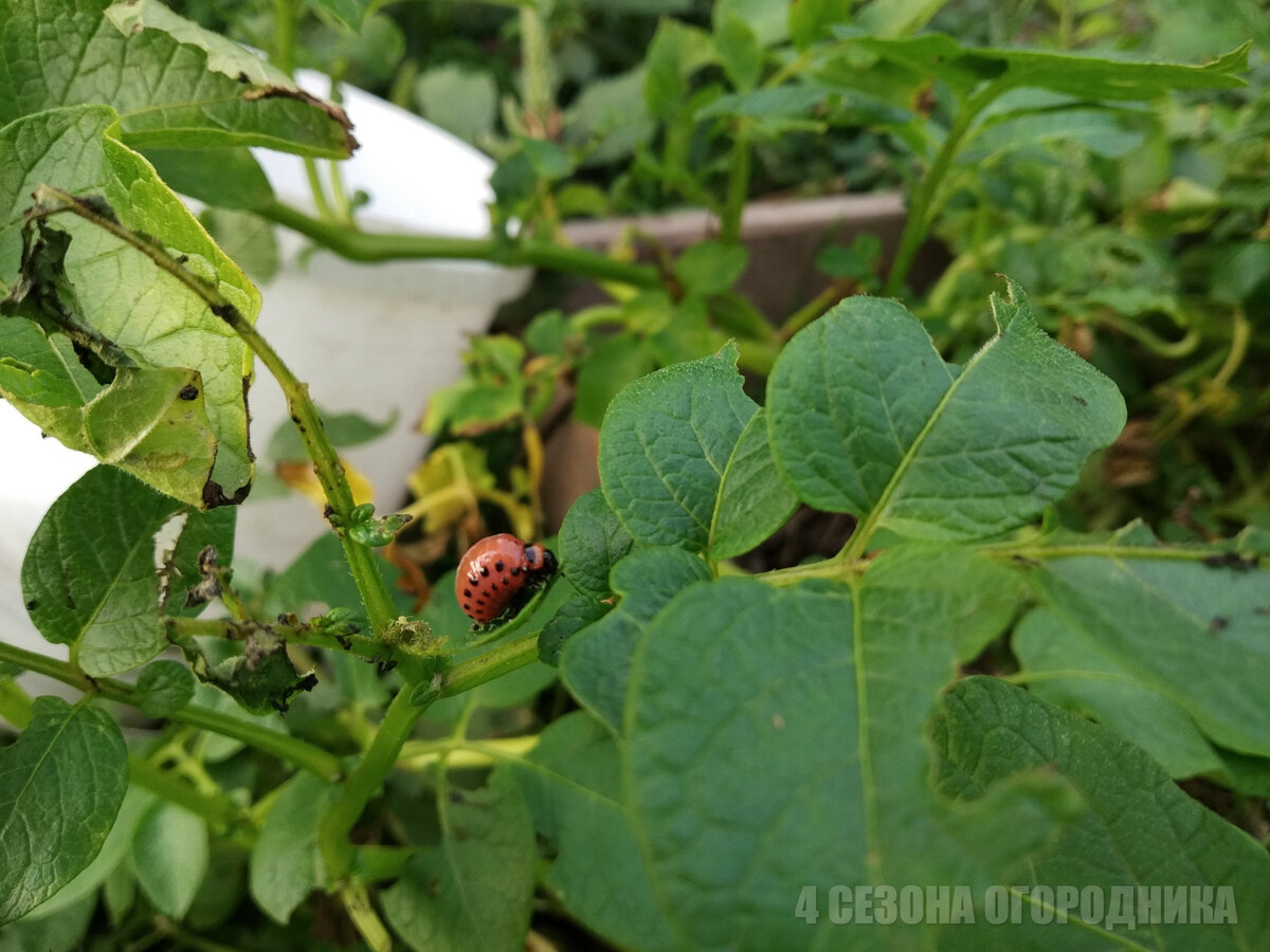 Как я вывела колорадского жука на картофельном поле простым народным способом (мне помогло, поможет и вам)