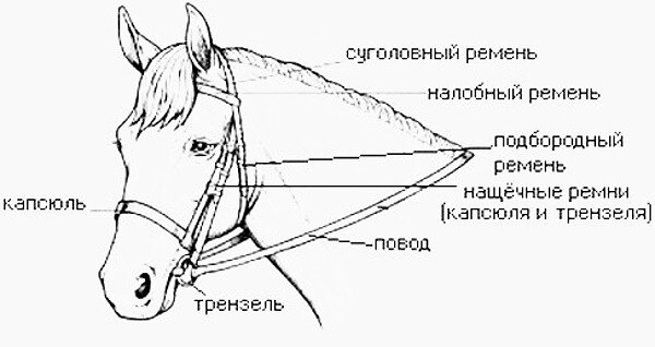 Уздечка и недоуздок для лошади, узда своими руками