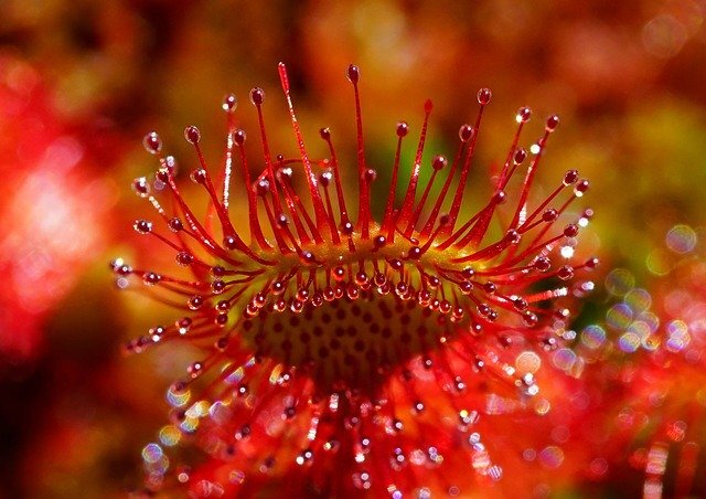 Росянка. Фото Hans Braxmeier, Pixabay.com