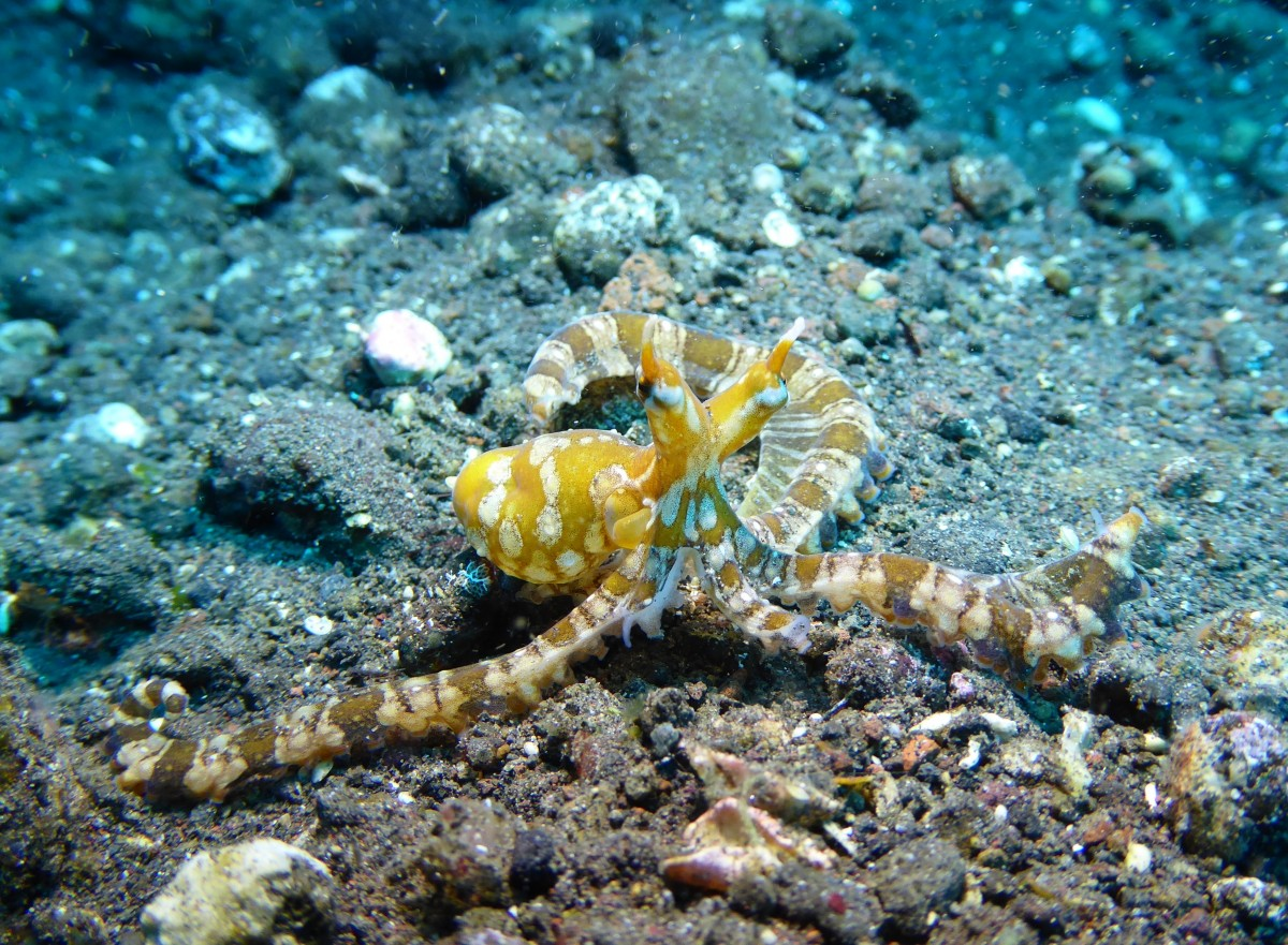 https://c.pxhere.com/photos/a2/8f/bali_tulamben_indonesia_octopus_wunderpus_diving_scuba_marine-806376.jpg!d