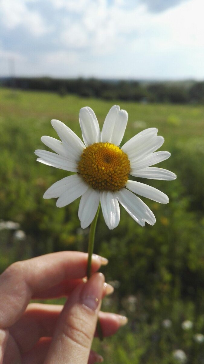 Мое фото из личного архива. Переславль-Залесский. 2018