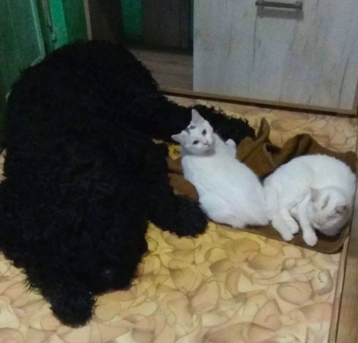 РЧТ и Маленькие...)