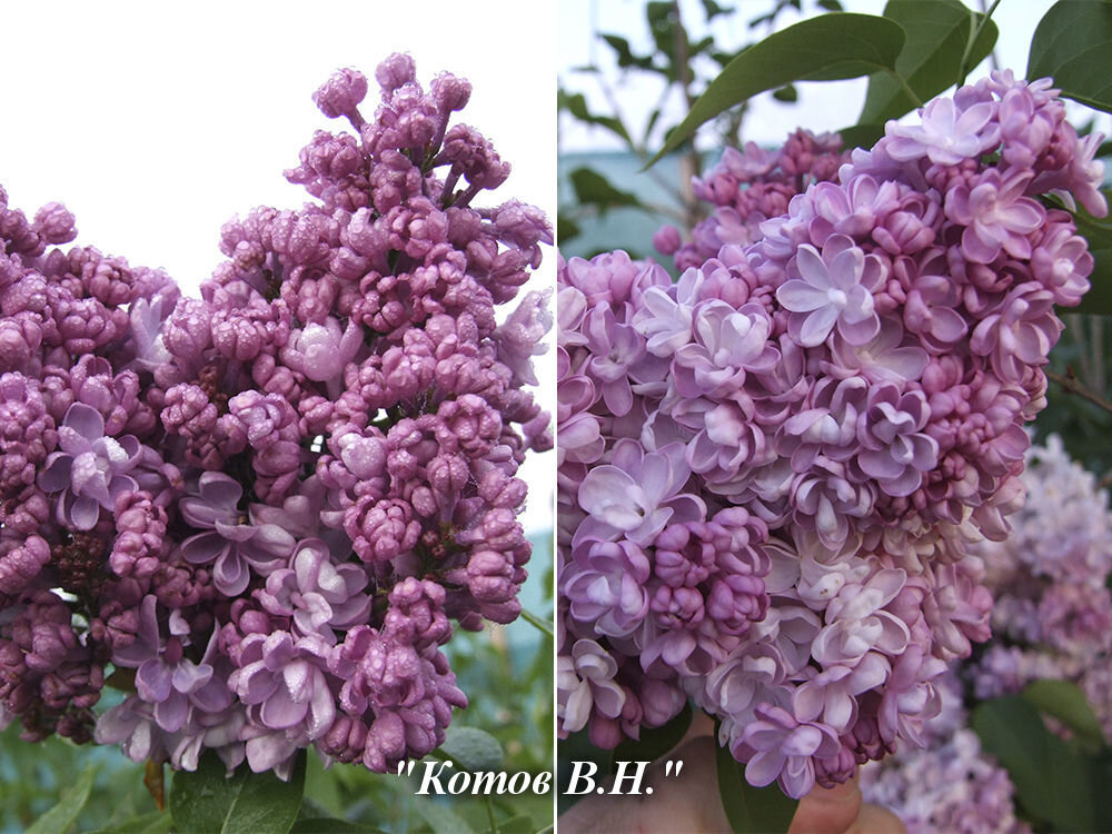 Сирень Флоксовая Котова