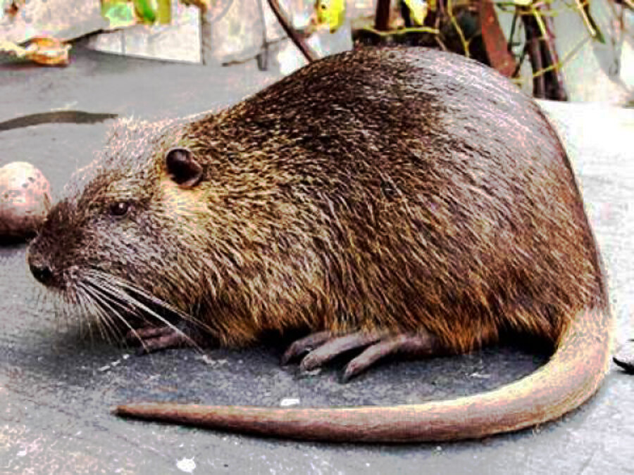 Вот с такими соседями мы и жили 