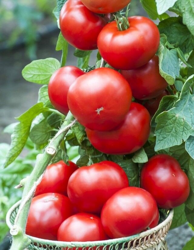 Помидорки "натуральные"