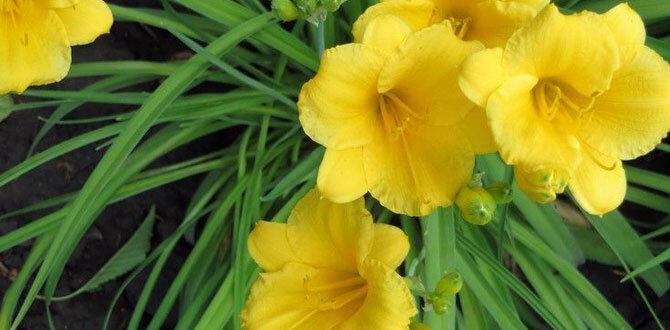 Сорт "Stella de oro"