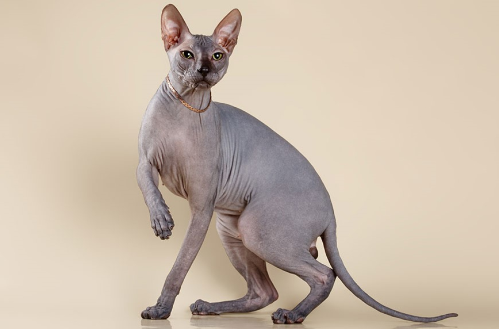 Донская кошка