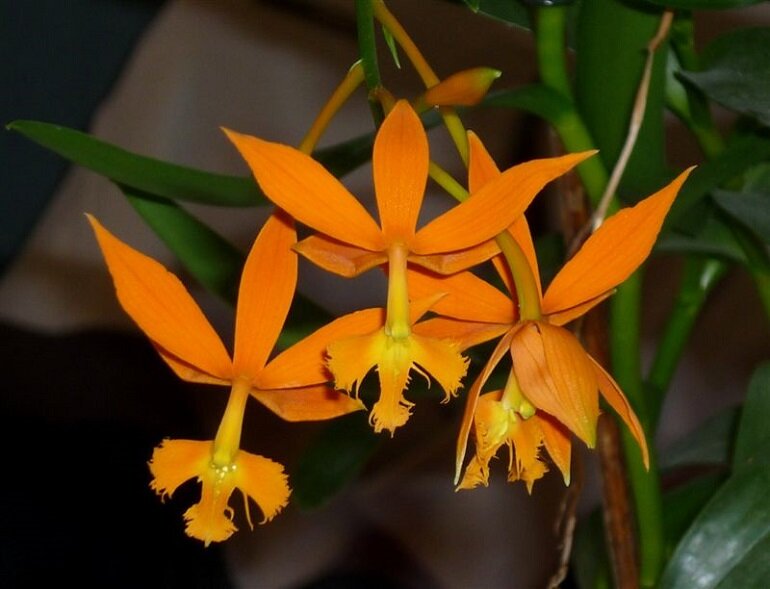 источник: http://100500foto.com/wp-content/uploads/2018/07/E%60pidendrum-04.jpg