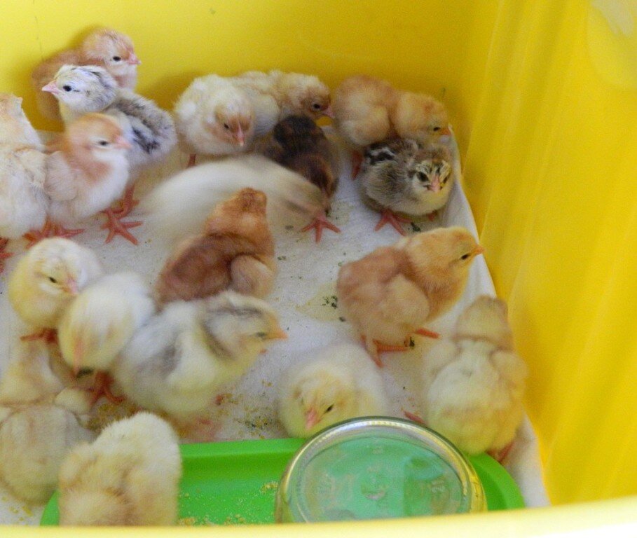 Сутки от рождения.