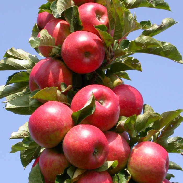 6 лучших сортов колонновидных яблонь!!!