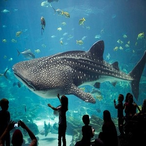 Охрана окружающего мира для жителей Австралии – это действительно не пустой звук, а настоящая религия.