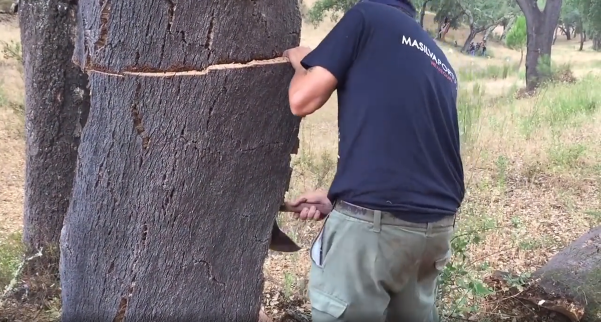 Пара подготовленных мужчин могут целиком содрать кору с дерева за 10 минут