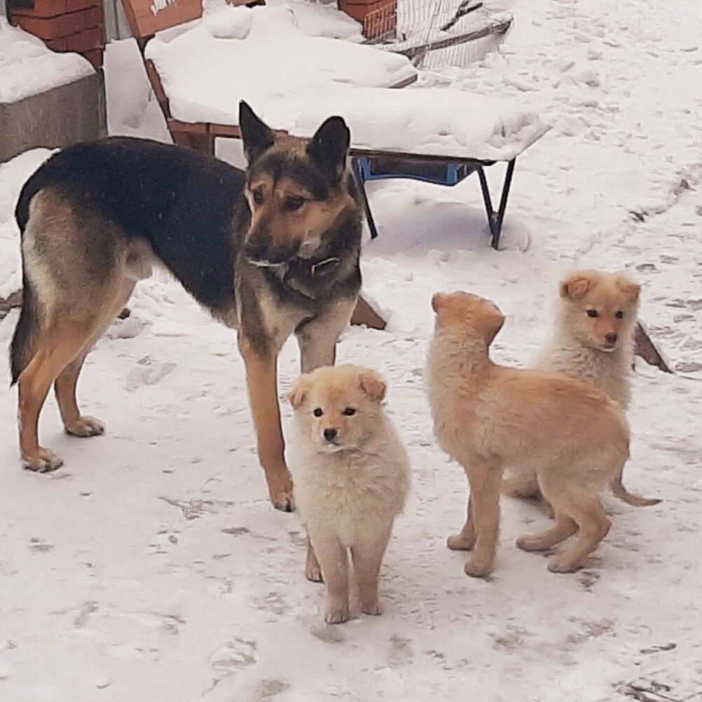 Щенята с папой