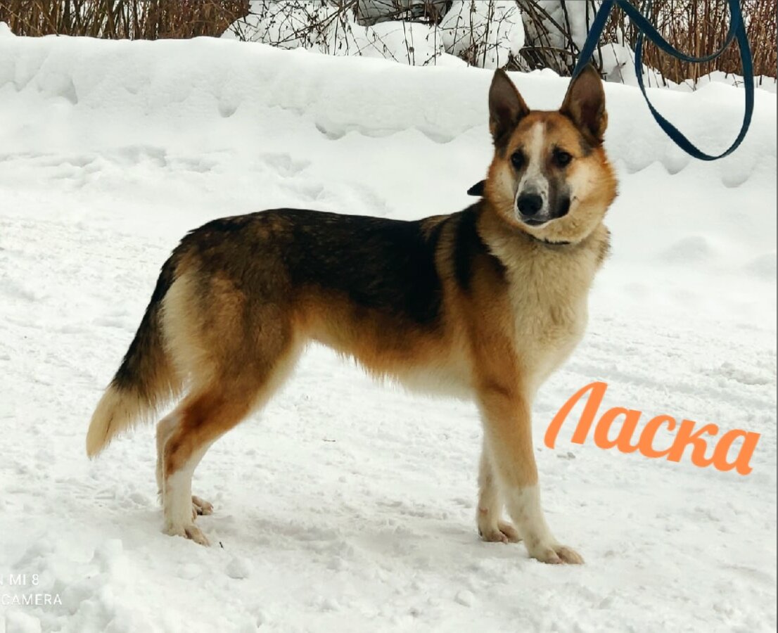 Ласка