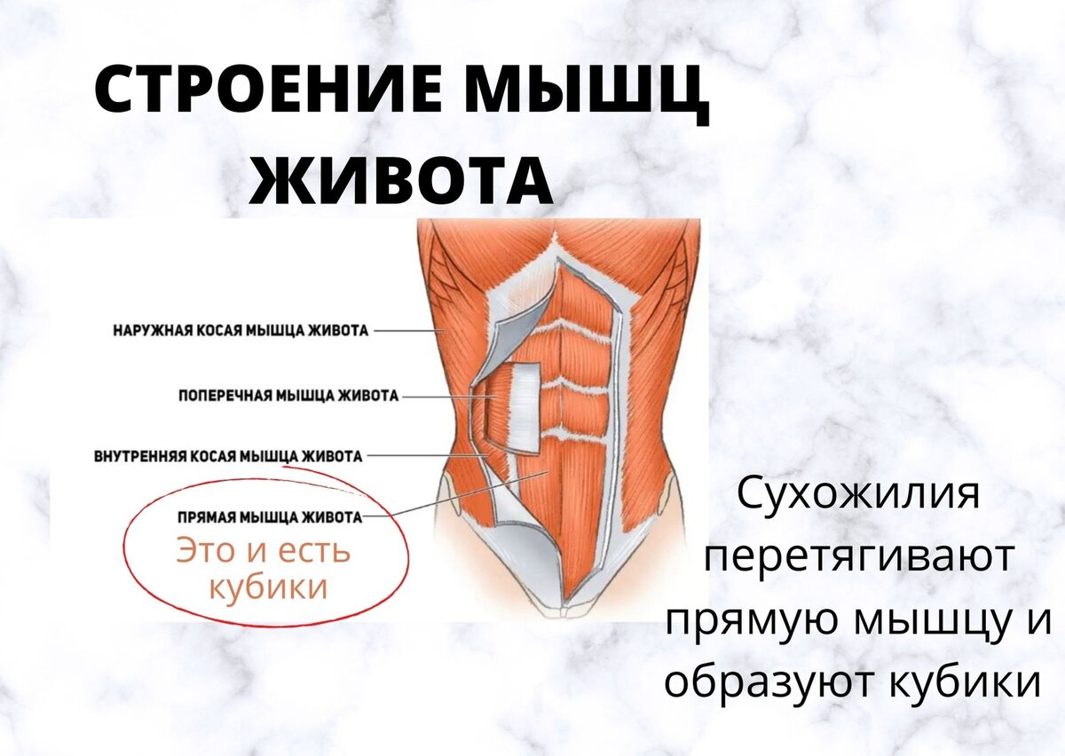 Строение мышц живота