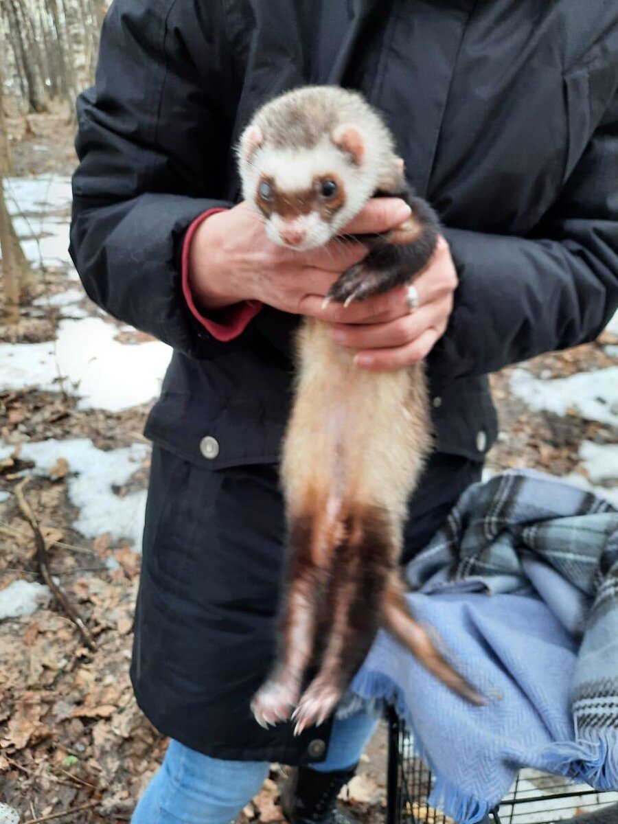 Зверь оказался хорьком