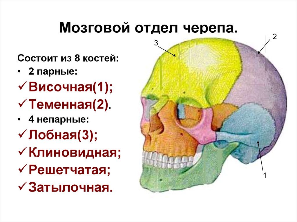 Схема черепа человека с названиями костей