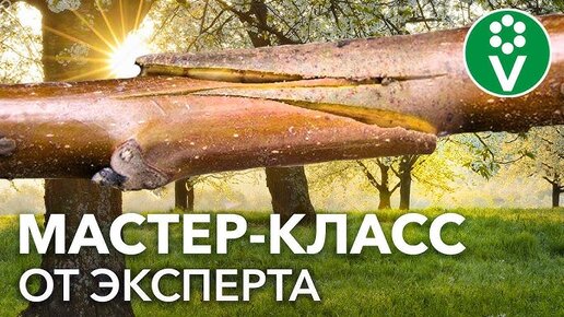 Как Прививать Плодовые Деревья? 2 способа, которые получатся у каждого!