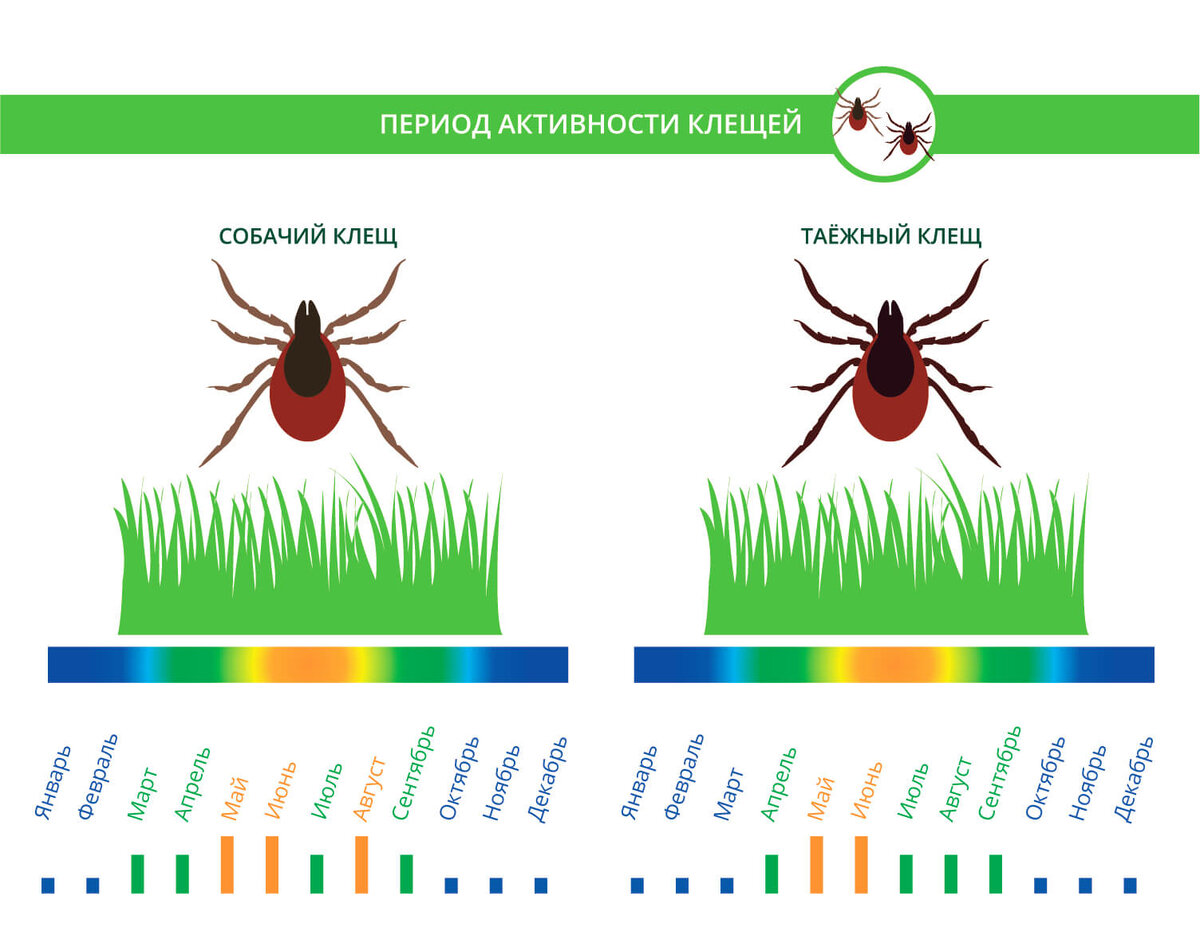 Как можно защититься от этих последствий катастрофы. Клещ активность по месяцам. Период активности клещей на Урале. Активность клещей от температуры. Периоды активности клеящей.
