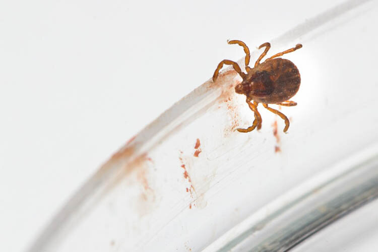 Чесоточный клещ