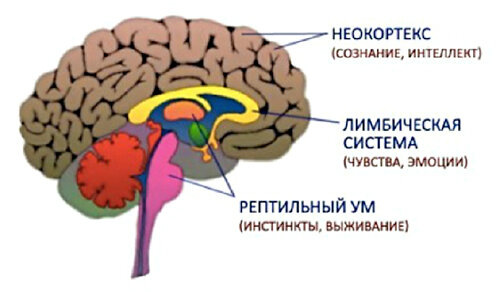 Источник - https://zen.yandex.ru/media/zehmedia/kogda-mozg-prinimaet-za-nas-resheniia-5ad9a1001aa80ce576016725