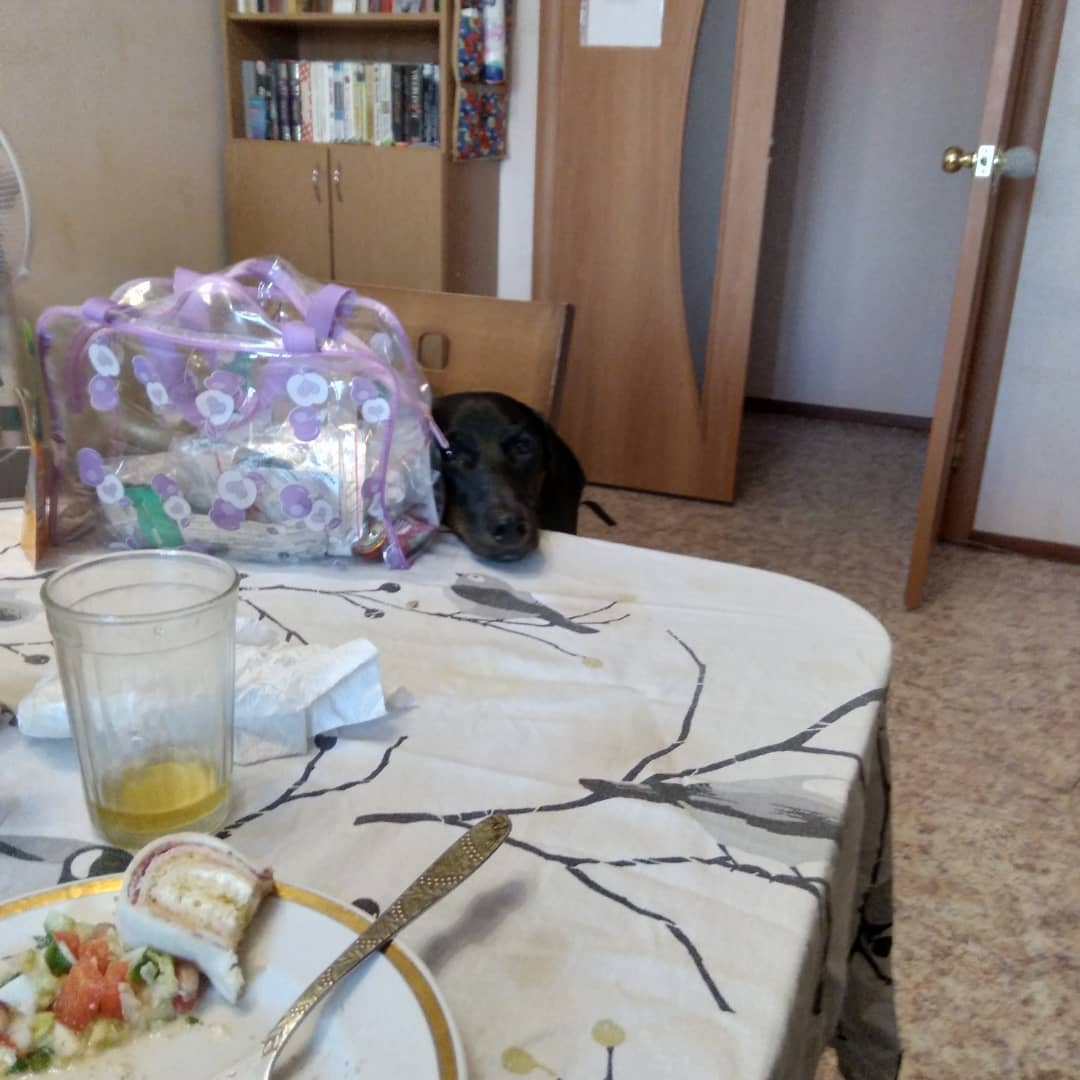 Он готов залезть и на стол, да только не пускают...