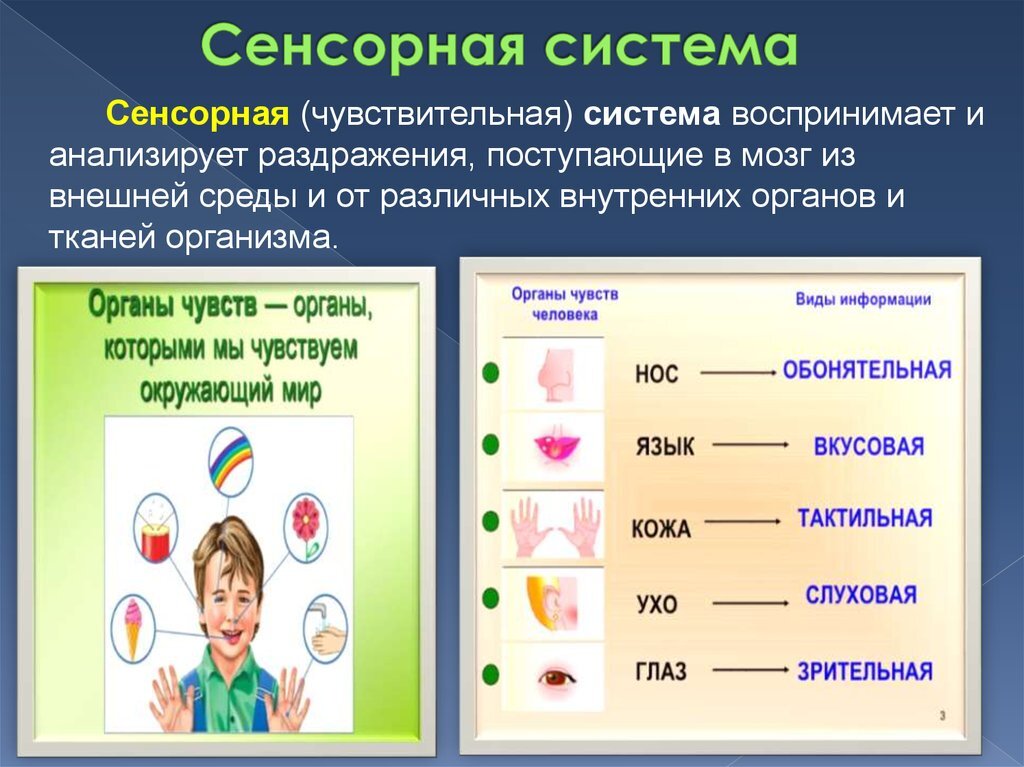 Органы чувств появились у. Сенсорная система. Сенсорные системы организма человека. Органы сенсорной системы. Сенсорные функции организма это.