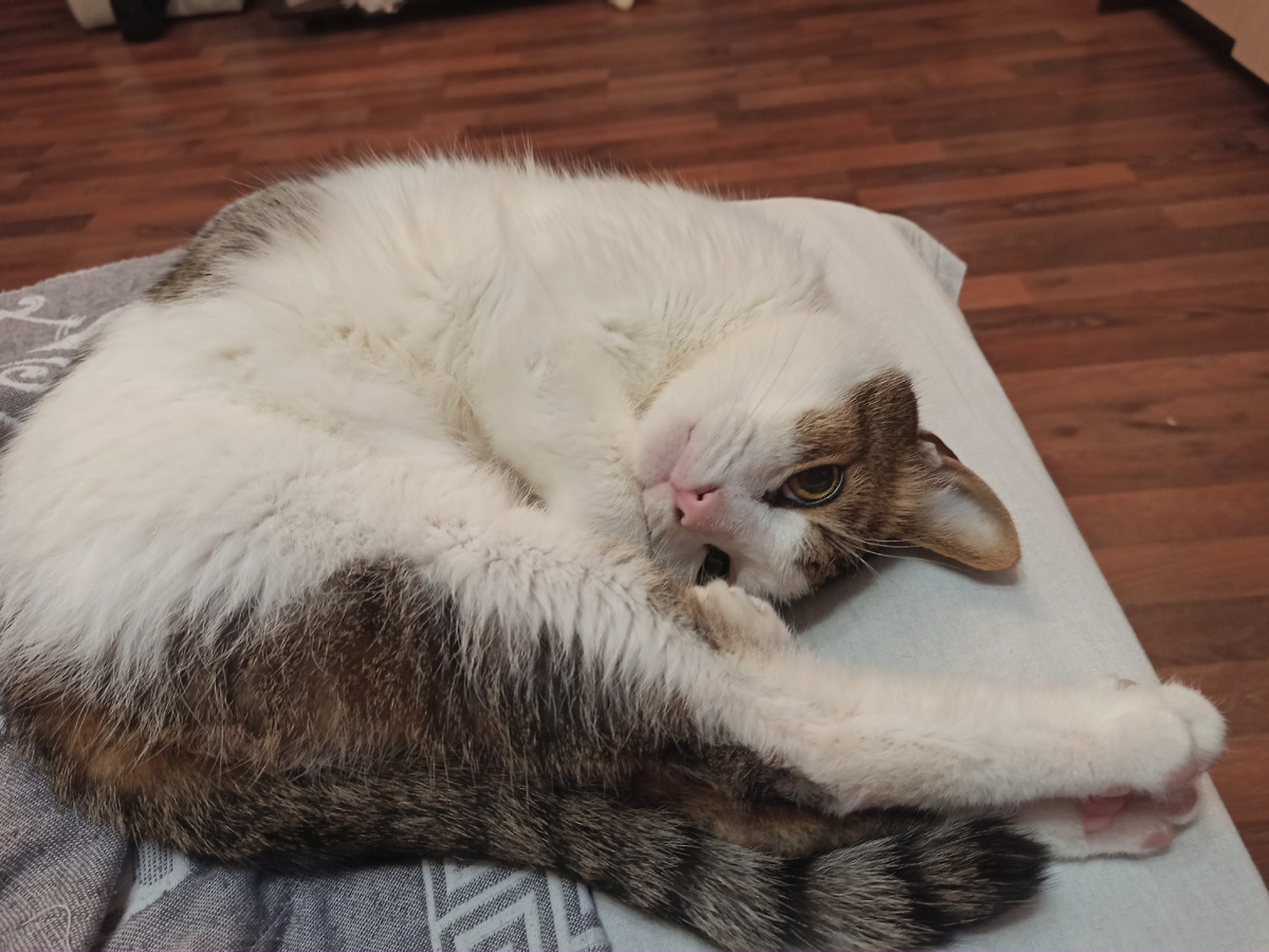 Мой любимый котик!Большой любитель поспать)))