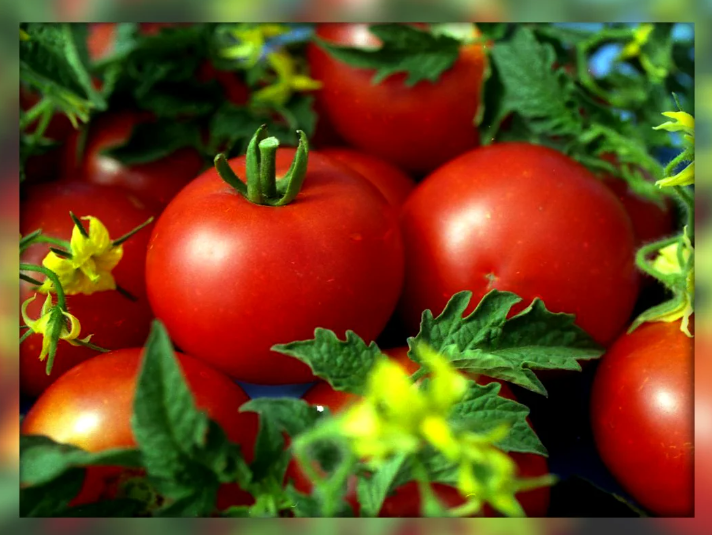 Добавьте описание