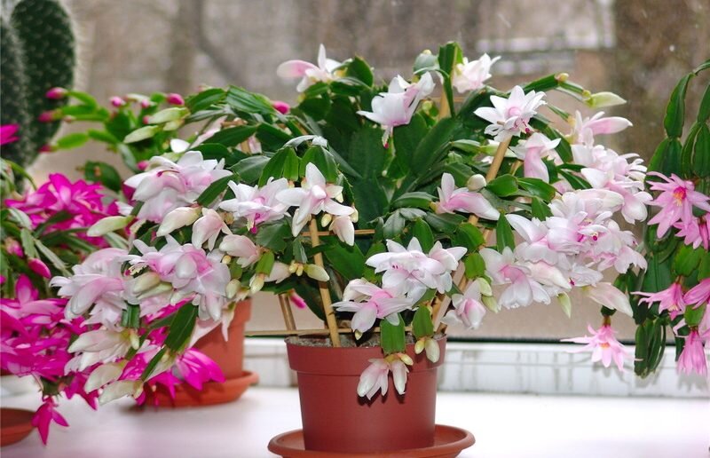 Удобрения компенсируют нехватку солнечного света. Ссылка на фото https://goo.su/8N8P.