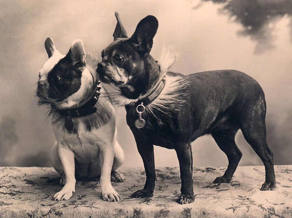 Французские бульдоги произошли от английских. По факту, эта порода появилась в Англии. Но популярность она обрела во Франции. 