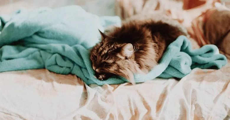 Почему кошка сосет одеяло? | КотоВедение | Дзен