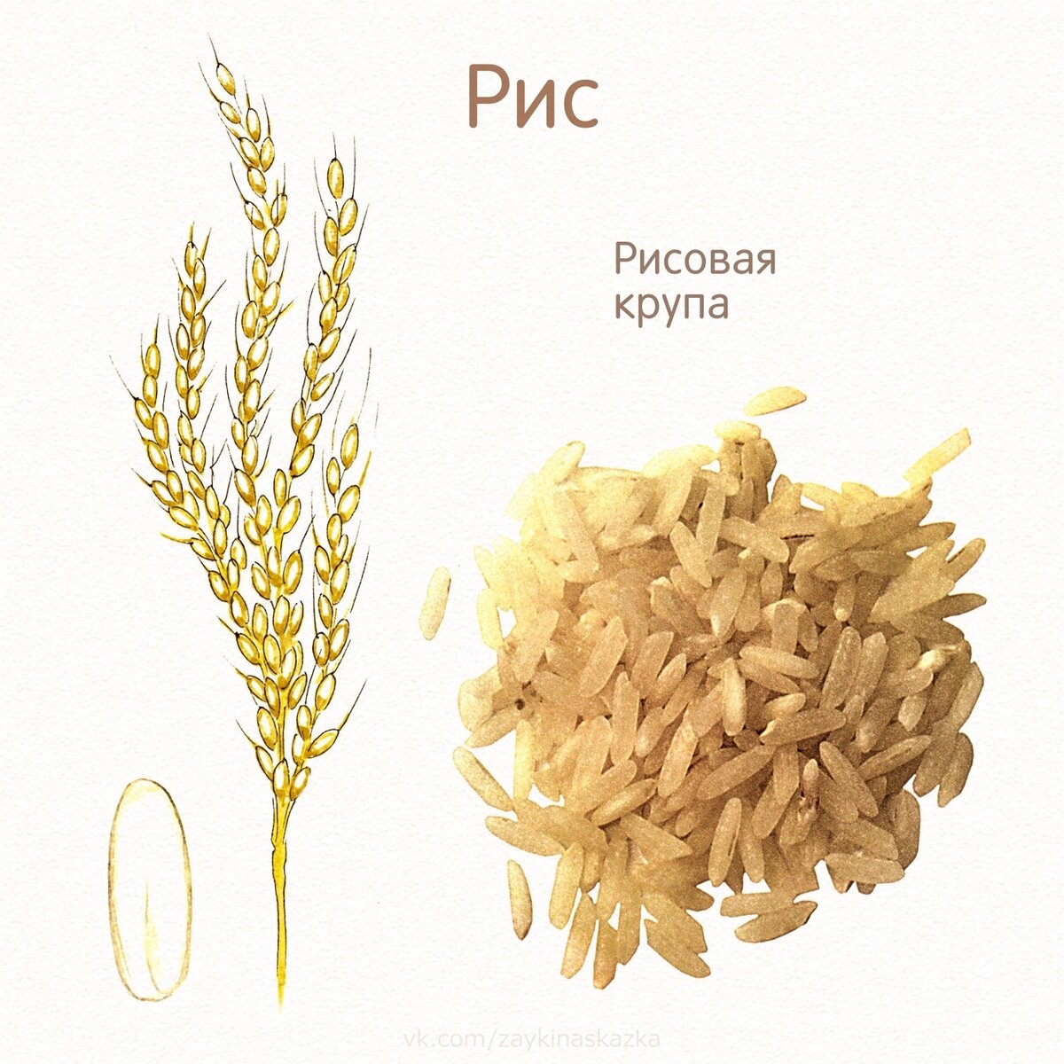 Злаковые растения картинки с названиями