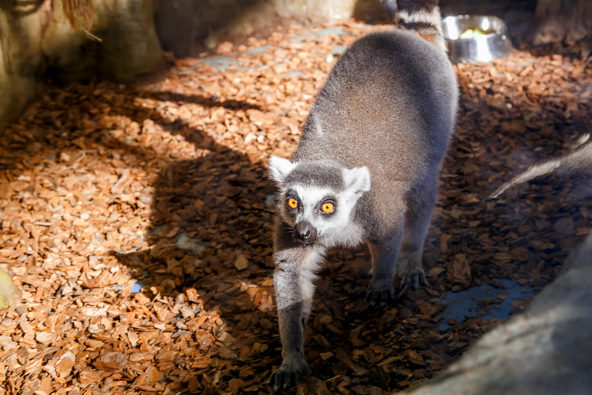 Лемур из Екатеринбурга