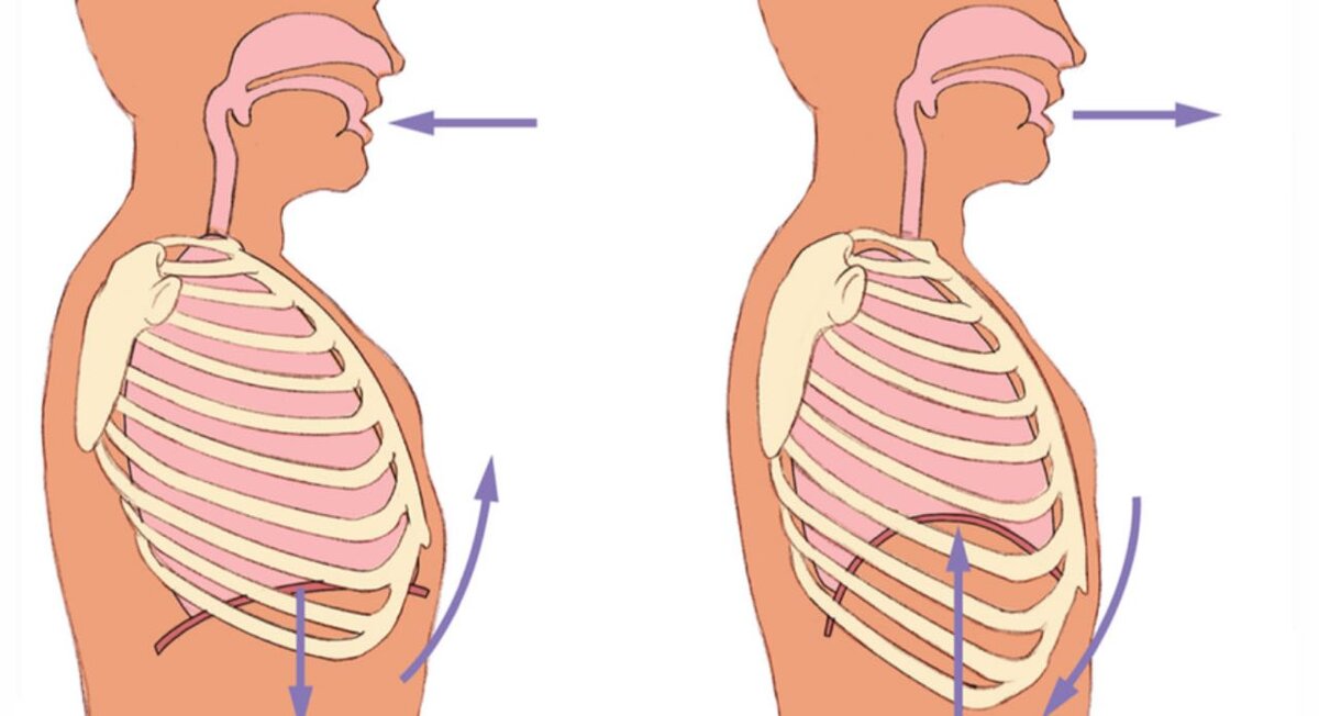 Движение диафрагмы на вдохе и выдохе 