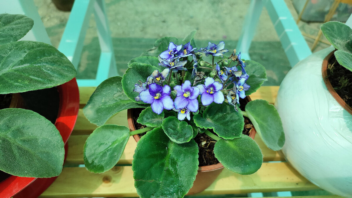 Фиалки в перуанском магазине